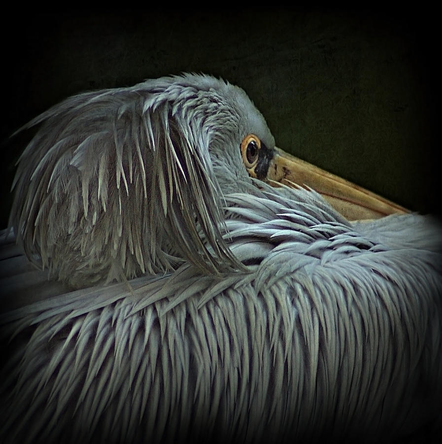 Pelican Photograph - Pelican by Bob Van Den Berg Photography