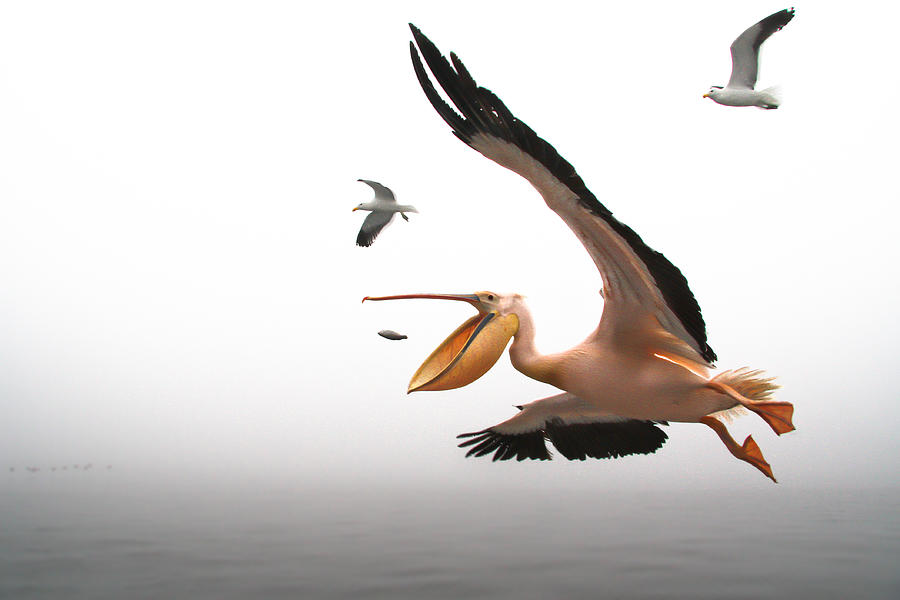 Pelican Breakfast Photograph by Romulo Rejon