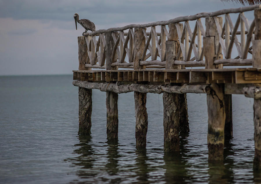 Pelican, Cancun, Mexico Photograph by Julieta Belmont