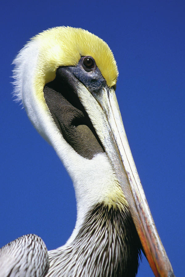 Pelican In Key West Photograph