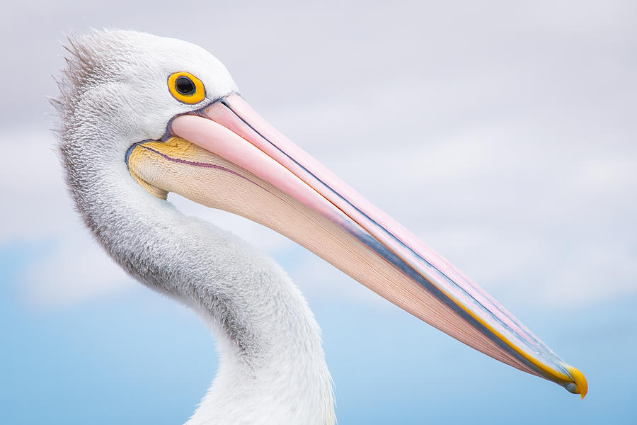 Nature Photograph - Pelican by Christoph Schaarschmidt
