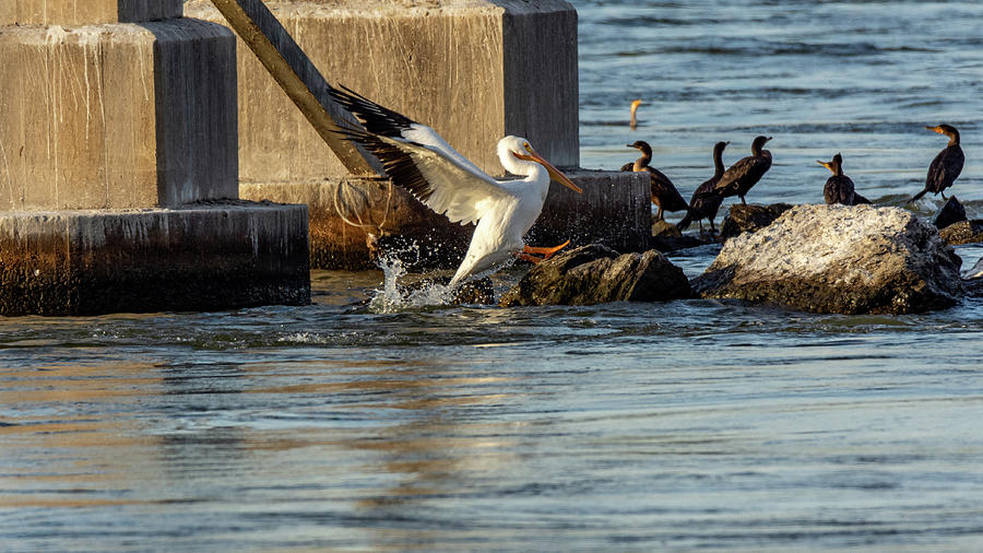 Pelican Coming Aboard by Jack Peterson Pelican Coming Aboard by Jack Peterson