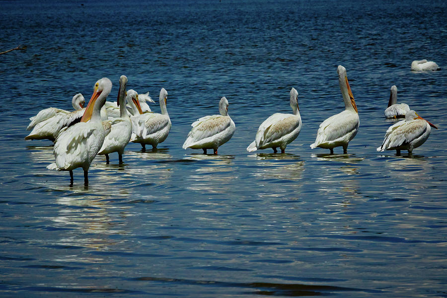 Pelican Cove Photograph by Linda Unger