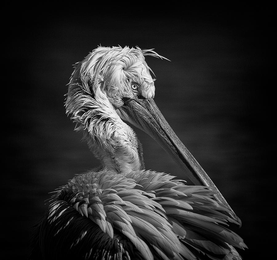 Pelican Photograph - Pelican by C.s. Tjandra