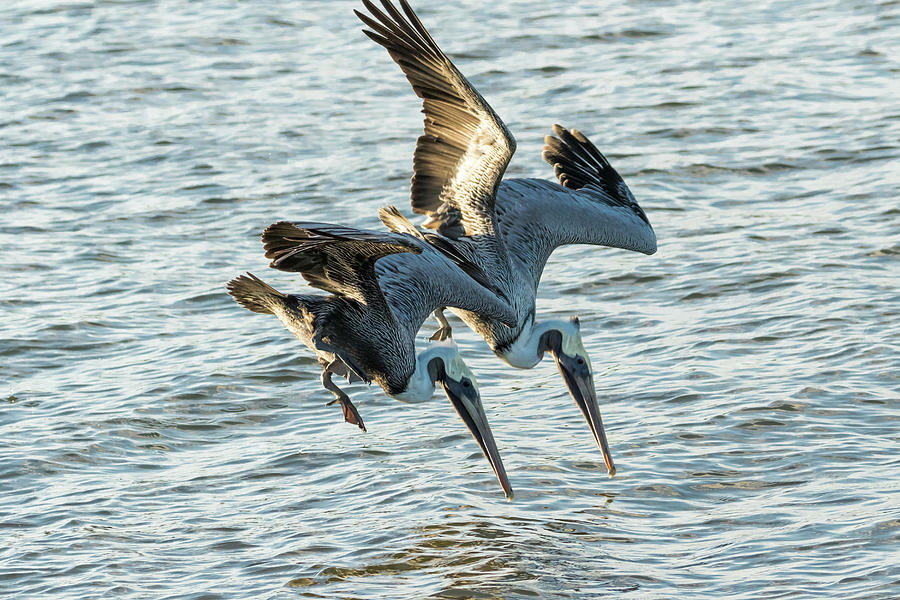 Pelican Photograph - Brown Pelicans on the Dive by Darrell Gregg