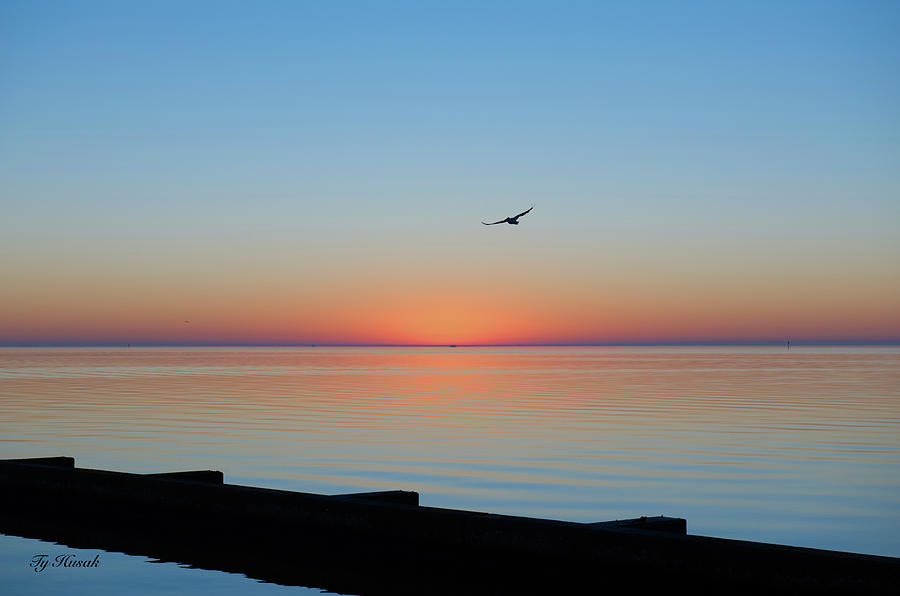 Pelican Dawn Photograph by Ty Husak