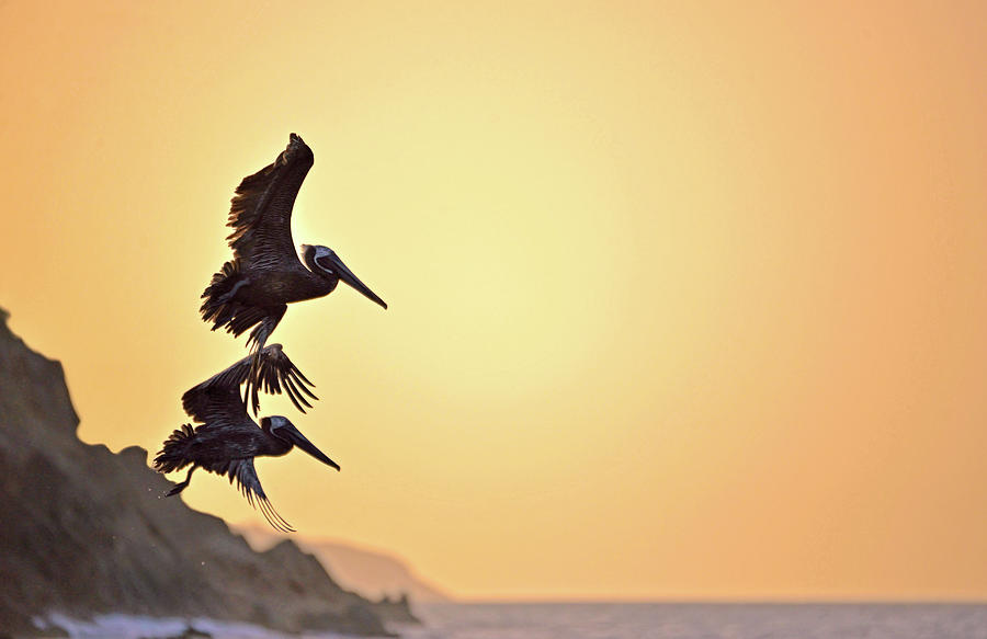 Sunset Photograph - Pelican Down by Climate Change VI - Sales