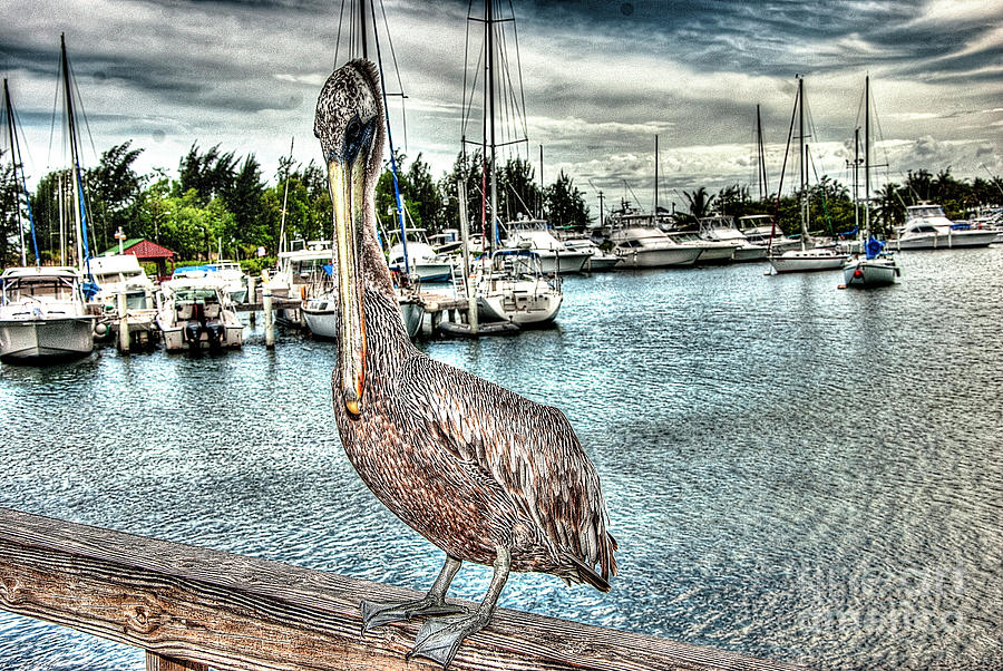 Pelican Photograph - Pelican by Edwin Rivera