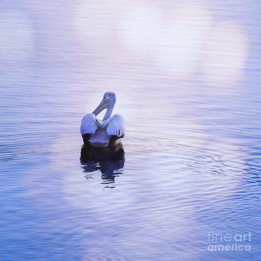 Pelican Photograph By Ella Kaye Dickey Fine Art America