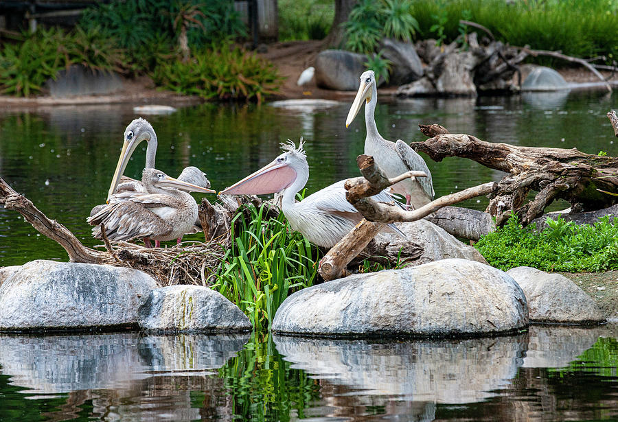 Pelican Fam Photograph by Anthony Jones