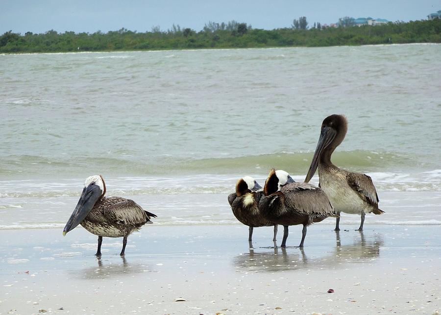 Pelican Family Photograph by Karen Stansberry