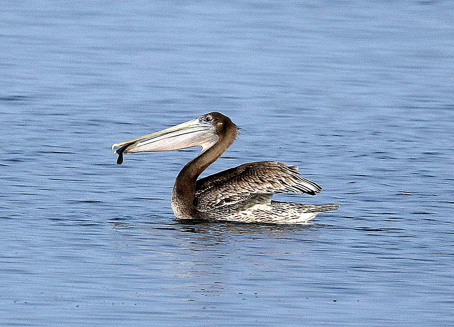 Pelican feeding Photograph by Rob Wallace Images - Fine Art America