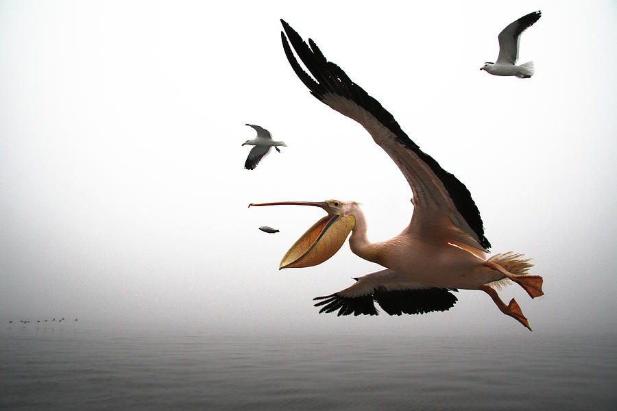 Pelican Fishing Photograph by Romulo Rejon