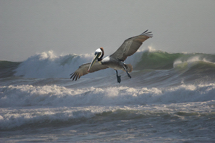 Pelican Fishing  Digital Art by Tom Janca