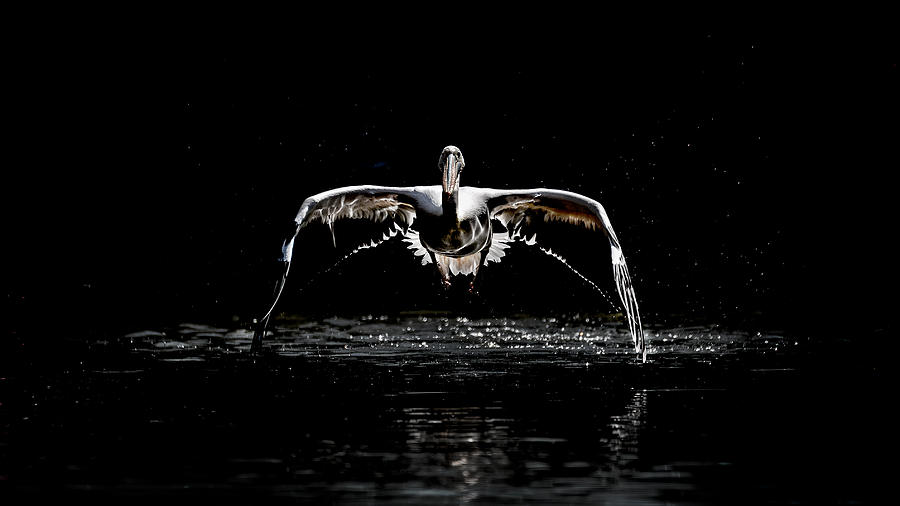 Pelican Photograph - Pelican Flight 2 by Eiji Itoyama