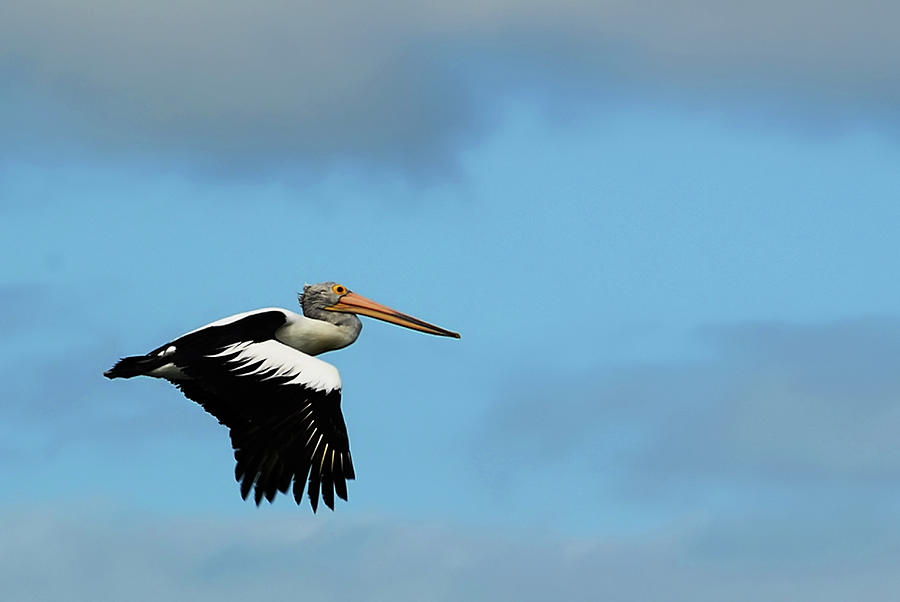 Pelican Flight Photograph by Amateur Photographer, Still Learning...