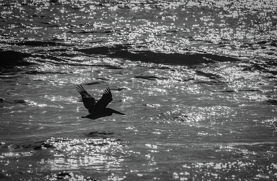 Pelican Flight Black and White Image Photograph by Bruce Pritchett
