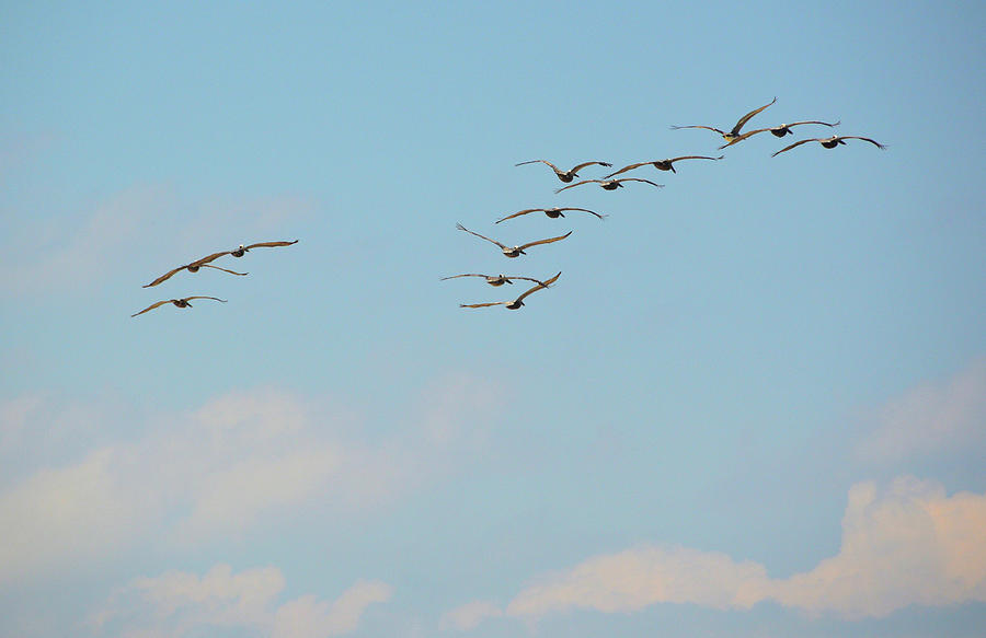 Pelican Flight Photograph by JAMART Photography