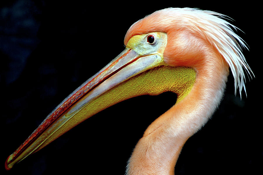Pelican Photograph by Floridapfe From S.korea Kim In Cherl