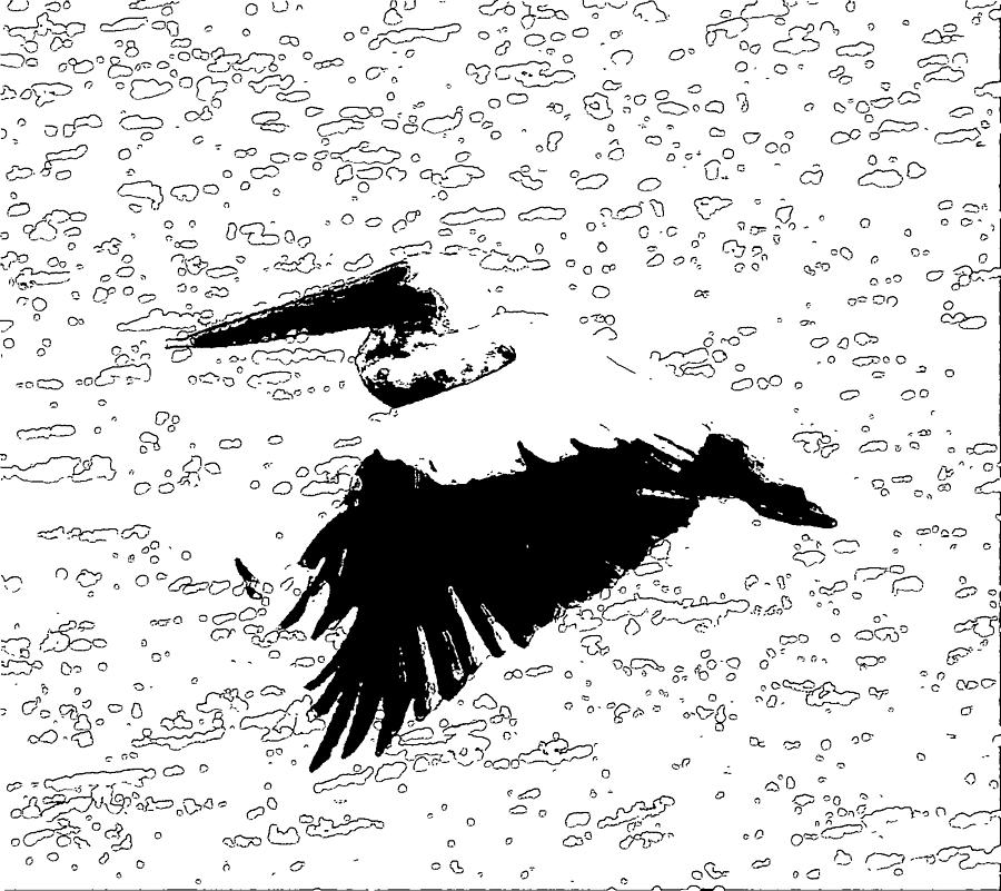Pelican Photograph - Pelican Flying Black And White Abstract by Cathy Lindsey