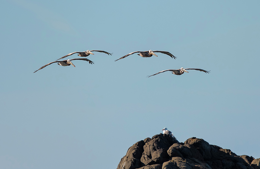 Pelican Flyover Photograph by Loree Johnson