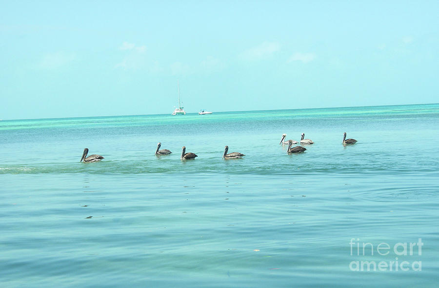 Pelican Gang by Randall Saltys Pelican Gang by Randall Saltys