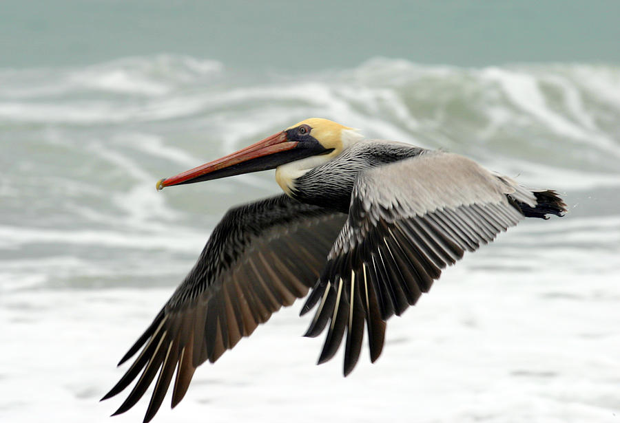 Pelican Glide Photograph by Anthony Jones