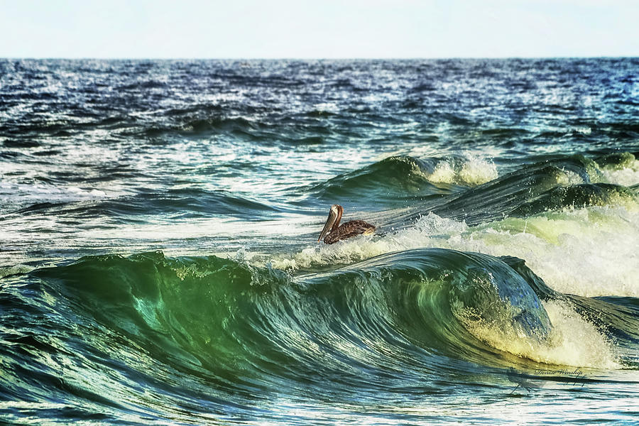 Pelican in Curling Wave Photograph by Denise Winship