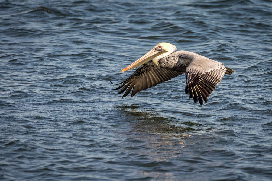 Pelican in Flight Photograph by Framing Places