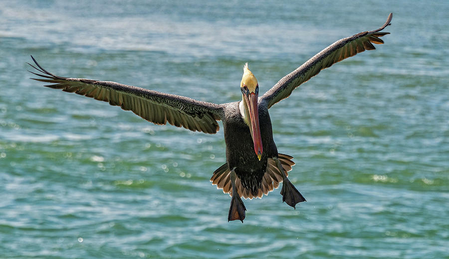 Pelican In Flight Photograph by Jim Vallee