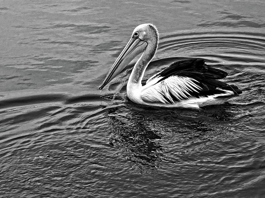 Pelican in monochrome by Martin Smith Pelican in monochrome by Martin Smith