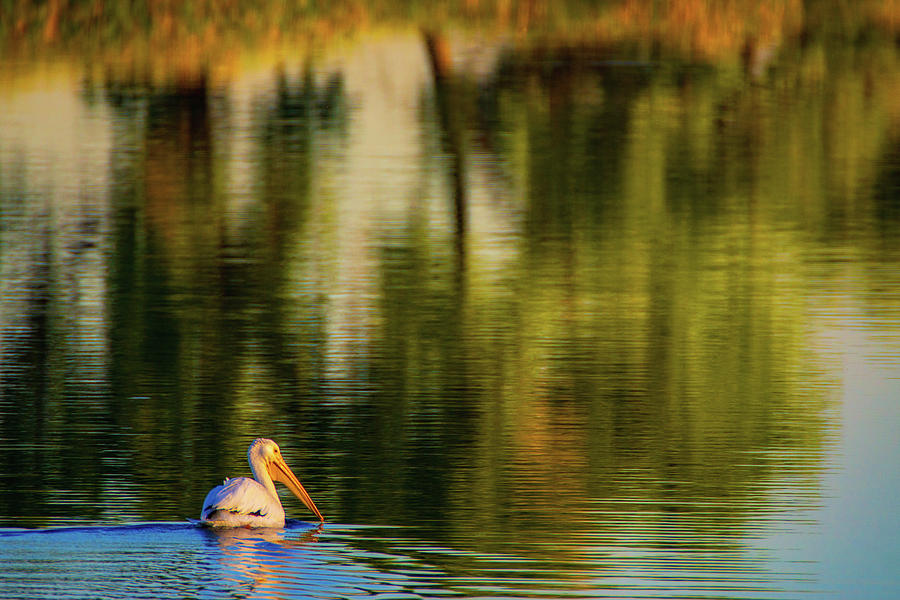 Pelican In Sunlight Photograph by John De Bord