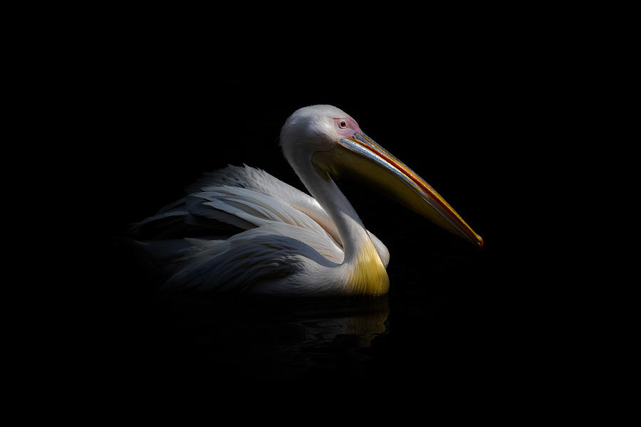 Animal Photograph - Pelican In The Dark ... by Natalia Rublina