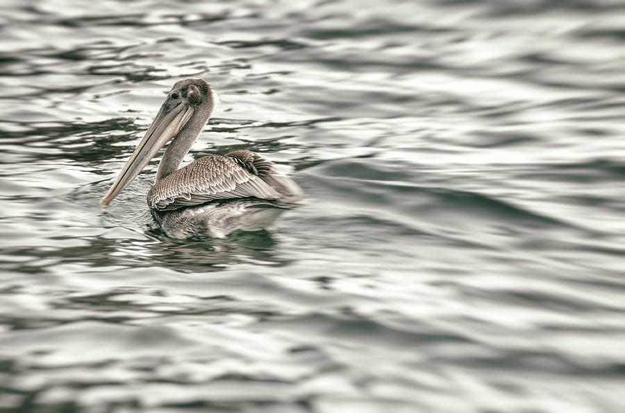 Pelican In Water Monochrome Photograph by Jonathan Nguyen