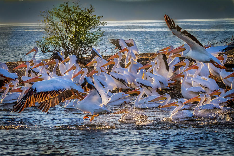 Pelican Island Photograph by David Wagenblatt