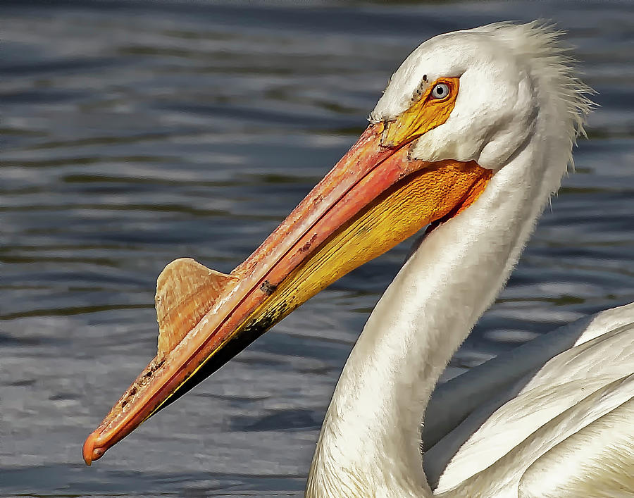 Pelican  Photograph by Karl Mohr