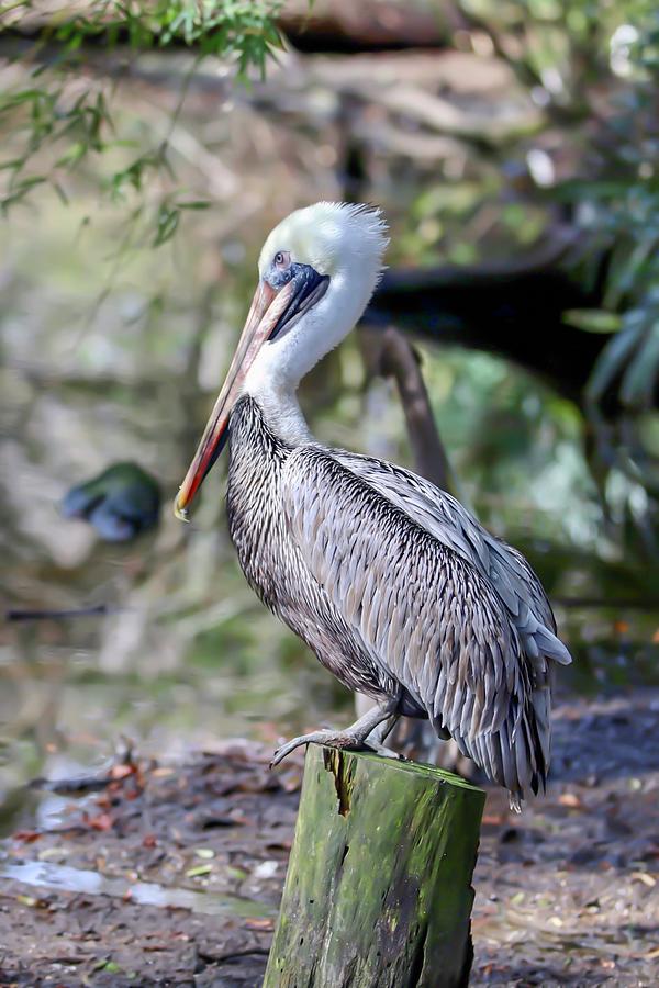 Pelican Photograph by Kylie Jeffords