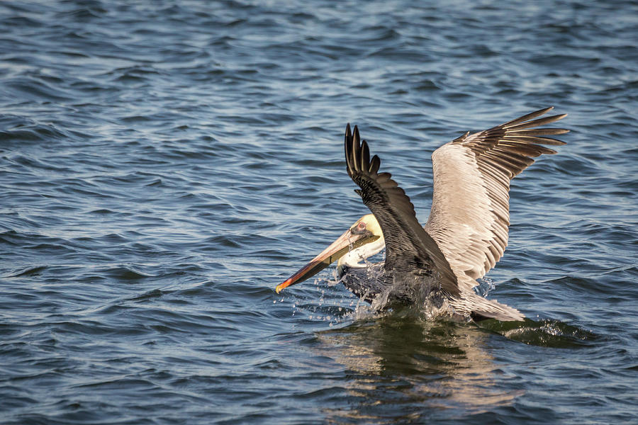 Wildlife Photograph - Pelican Landing by Framing Places