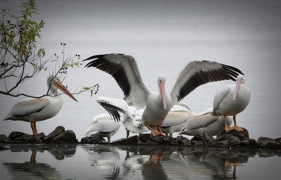 Pelican Landing  Photograph by Mary Lynn Giacomini