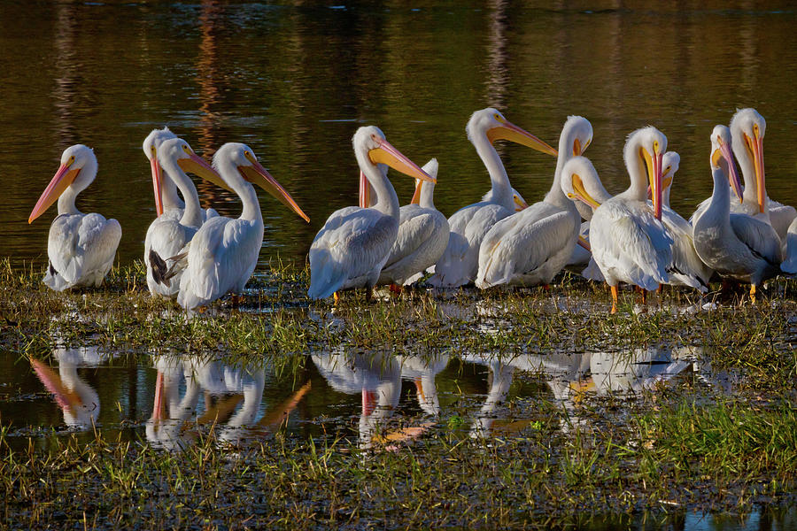 Pelican Line Dance Photograph by Linda Unger
