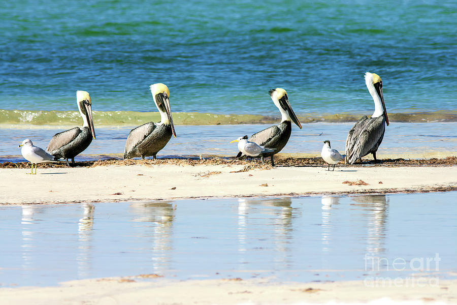 Pelican Lineup On The Beach Photograph by Felix Lai