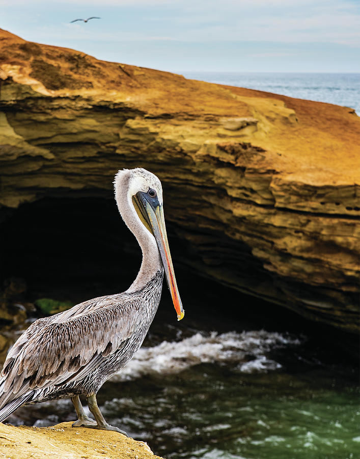 Pelican Photograph by Local Snaps Photography