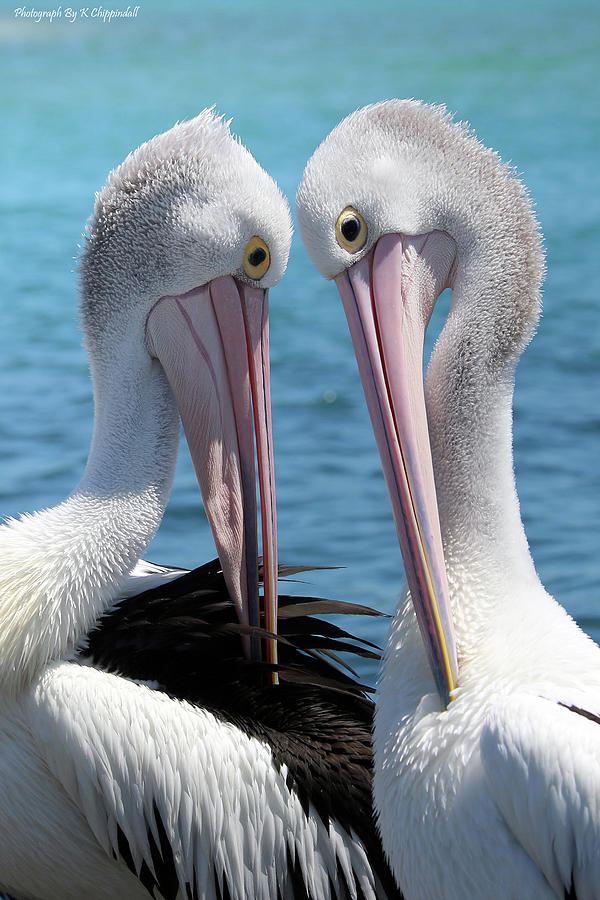 Pelican love 06163 Digital Art by Kevin Chippindall