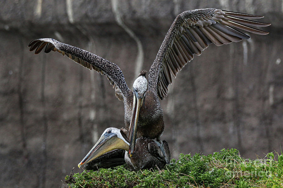 Pelican Photograph - Pelican Love 8592 by Craig Corwin