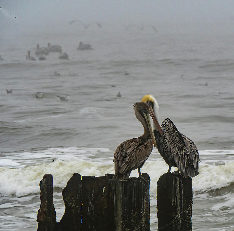 Pelican Love Photograph by Jerry Connally