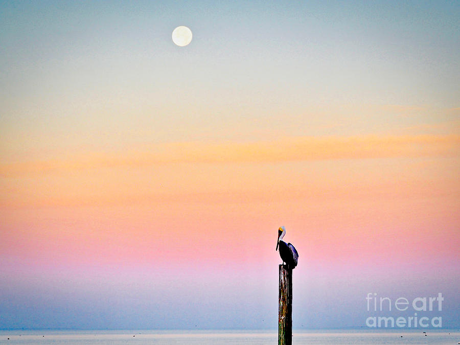Pelican Moon Photograph by Gary Richards