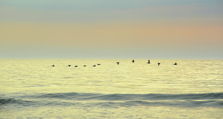 Bird Photograph - Pelican Morning Flight by JAMART Photography