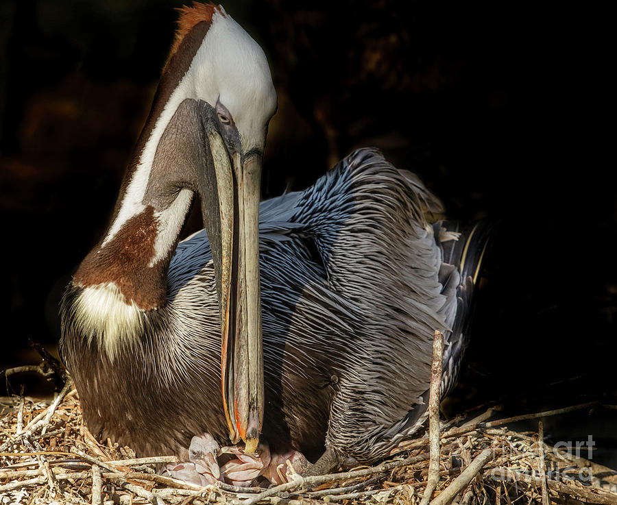 Pelican Newborn babies Photograph by Judy Rogero