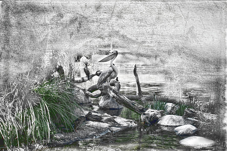 Pelican on a log Digital Art by Cathy Anderson