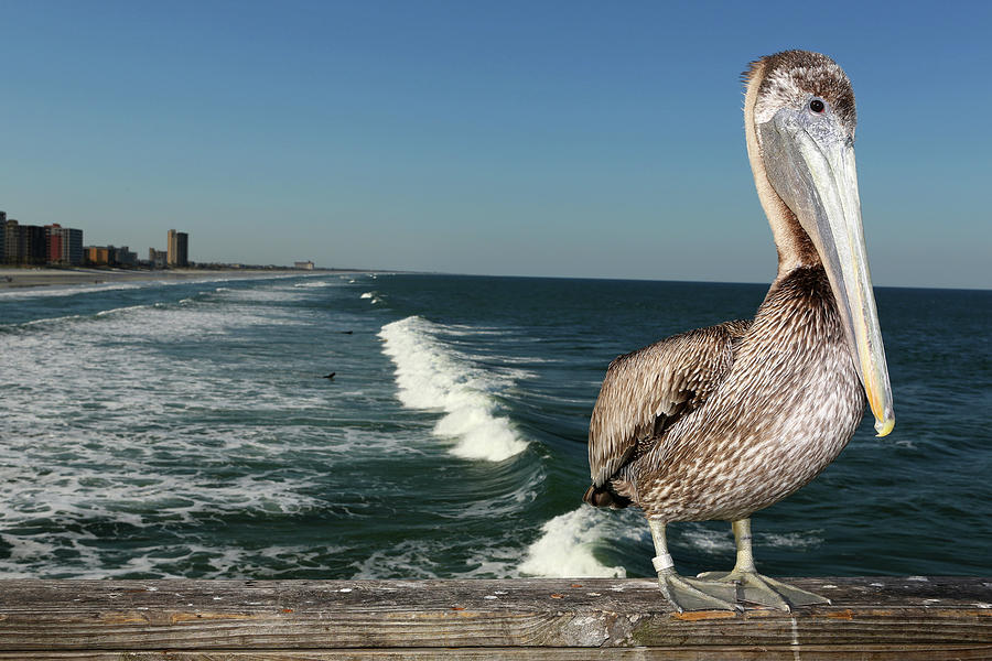 Pelican On Pier With Ocean Waves Photograph by Jena Ardell